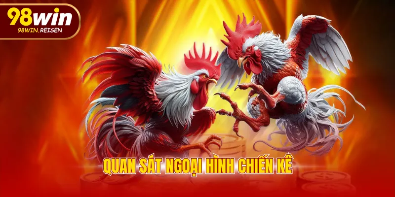 Quan sát ngoại hình chiến kê